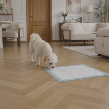 Mascoly – Empapador lavable con feromonas para perros